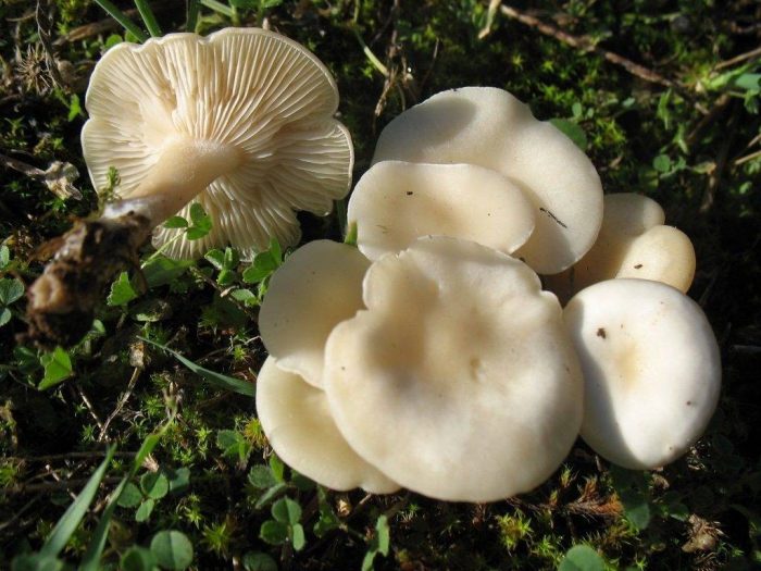 Луговые и полевые грибы