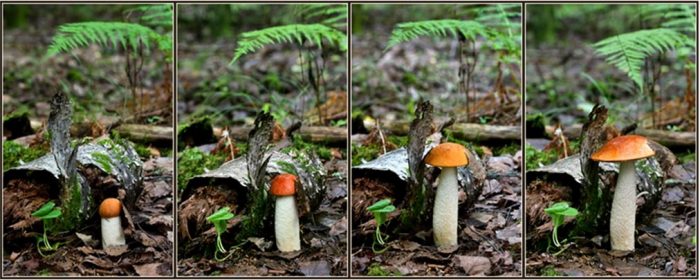 С какой скоростью растут грибы