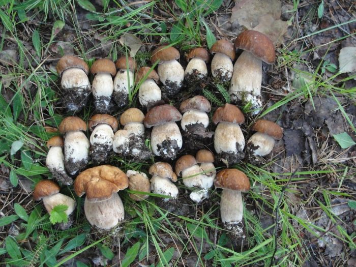 Где грибы в Сыктывкаре