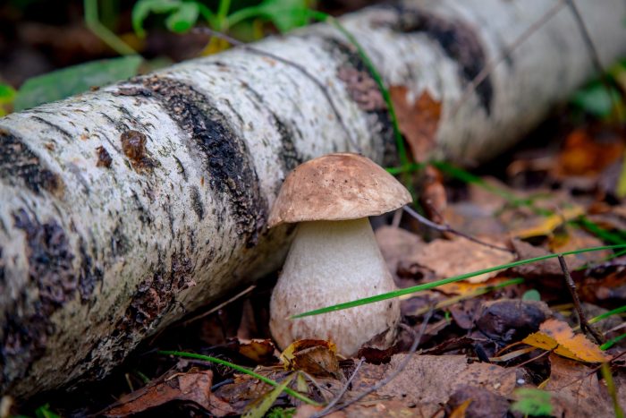 Съедобные и несъедобные грибы Воронежской области
