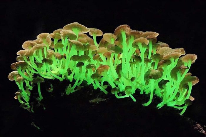 Какие грибы светятся в темноте