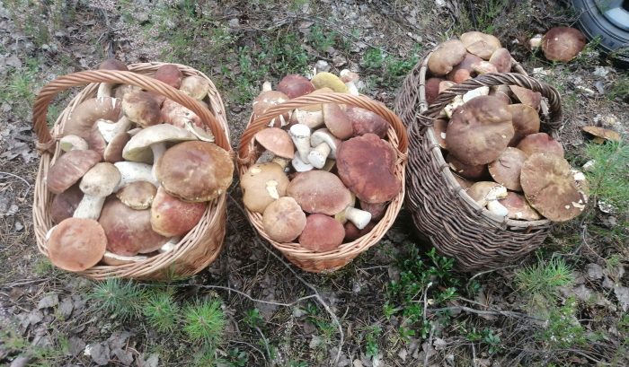 Сбор грибов в Карелии в 2023 году