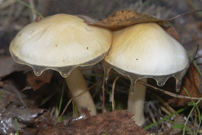 Скользкие грибы