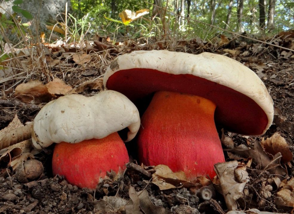 Ядовитые грибы Сатанинский гриб — фото и картинки: 69 штук