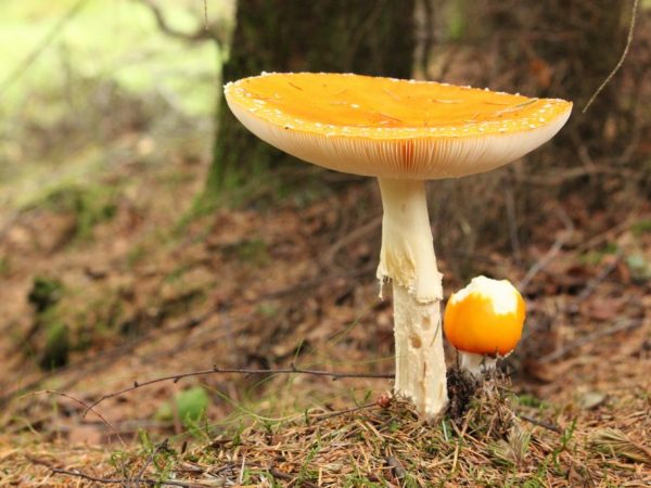 Механизм размножения грибов почкованием | Наука | Селдон Новости