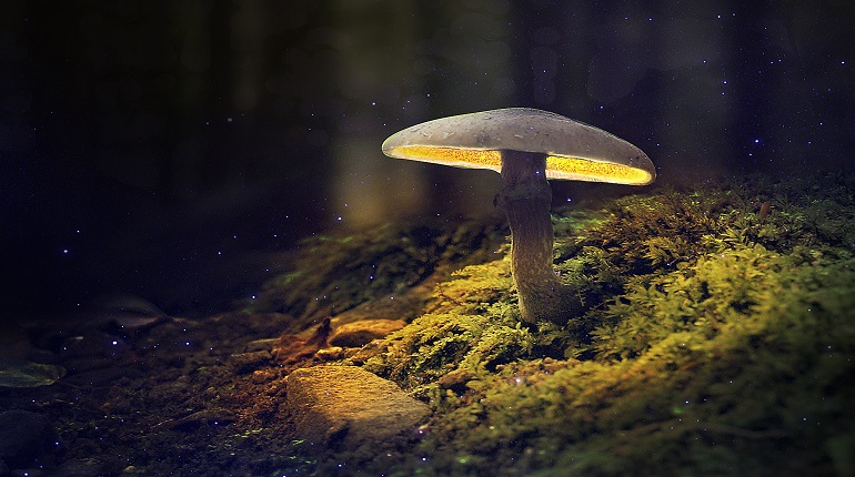 Российские ученые объяснили, почему грибы светятся | moika78.ru - новости Петербурга