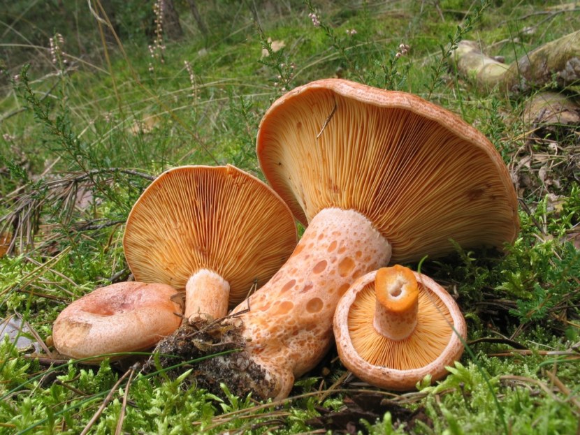 Рыжик настоящий, сосновый или осенний (Lactarius deliciosus): фото, описание и как отличить от ложного гриба