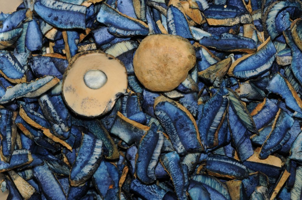 Синий гриб: фото и описание, съедобен или нет