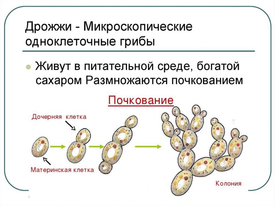 Микология. Строение и классификация грибов. Физиология и биохимия - презентация онлайн