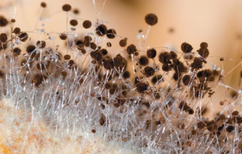 Споры и мицелий грибов: описание и процесс образования клеток