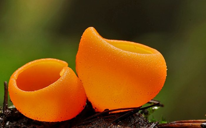 Существующие особенности гриба алерия оранжевая