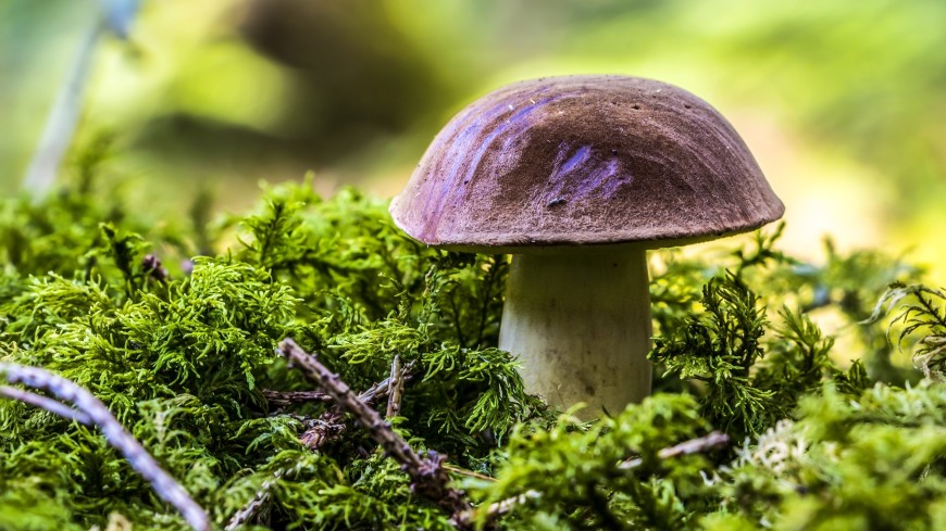 Какие грибы можно собирать в Подмосковье и когда сезон их сбора?